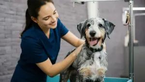 Alumno aprende peluquería canina. Titulación y empleo en estética felina y canina.